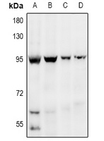 EDEM1 Antibody