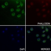 Endoglycan antibody