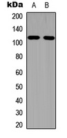 EPHA1 (Phospho-Y605) Antibody