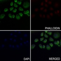 EPX antibody