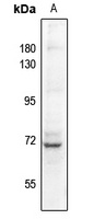 Factor XI LC Antibody
