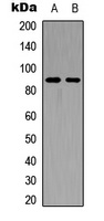 FGFR4 Antibody
