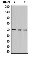 Frizzled 4 Antibody