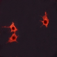 Frizzled 4 antibody