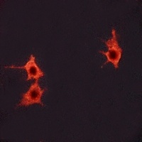 Frizzled 4 Antibody