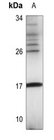 FUNDC1 Antibody
