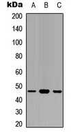 GAPDS Antibody