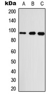 GASP2 Antibody