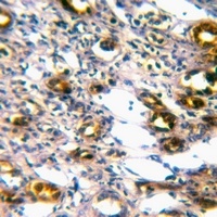 GASP2 Antibody