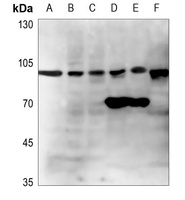 GCP2 Antibody