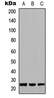GH1 Antibody