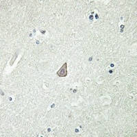 GPR13 antibody