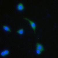 GPR13 antibody