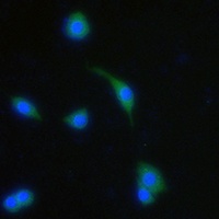 Anti-GPR13 Antibody