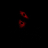 Anti-GPR152 Antibody