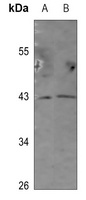 GPR54 Rabbit Polyclonal Antibody