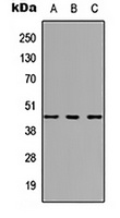 HOXC10 Antibody