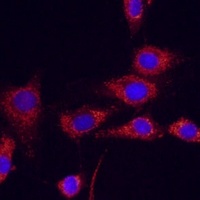 Anti-IDH2 Antibody