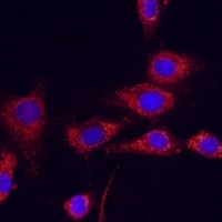 IDH2 antibody