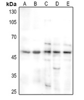 IRF1 Rabbit Polyclonal Antibody