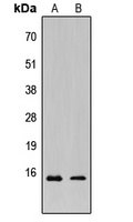 KCNE1L Antibody