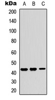 Kir4.2 Rabbit Polyclonal Antibody
