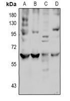 LAT2 Antibody