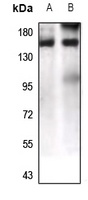 LPHN1 Antibody
