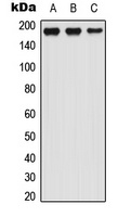 LTBP1 Antibody