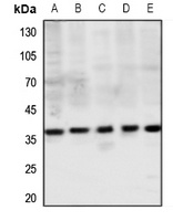 MAS1L Antibody