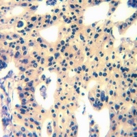 Anti-MAS1L Antibody