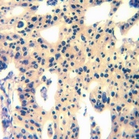 MAS1L antibody