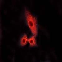 Anti-MAS1L Antibody