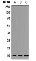 MCFD2 Antibody