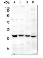 MFG-E8 Antibody