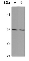 MID1IP1 Antibody