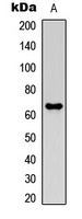 MMP21 Antibody