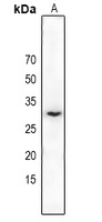 MMP26 Antibody