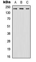 Nav1.6 Rabbit Polyclonal Antibody