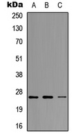 Neurogenin 1 Antibody