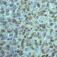 Anti-Neuroligin 1 Antibody