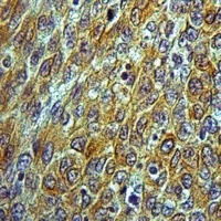 Anti-Nidogen 2 Antibody