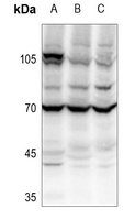 OCT1 Rabbit Polyclonal Antibody