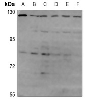 OPA1 Antibody