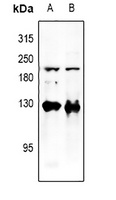 p107 Rabbit Polyclonal Antibody