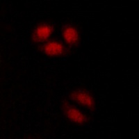 Anti-p107 Antibody