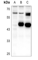 PDP1 Antibody