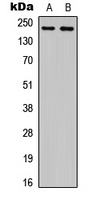 Plexin A4 Antibody