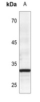 Prostasin HC Antibody