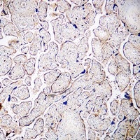Anti-PSG3 Antibody